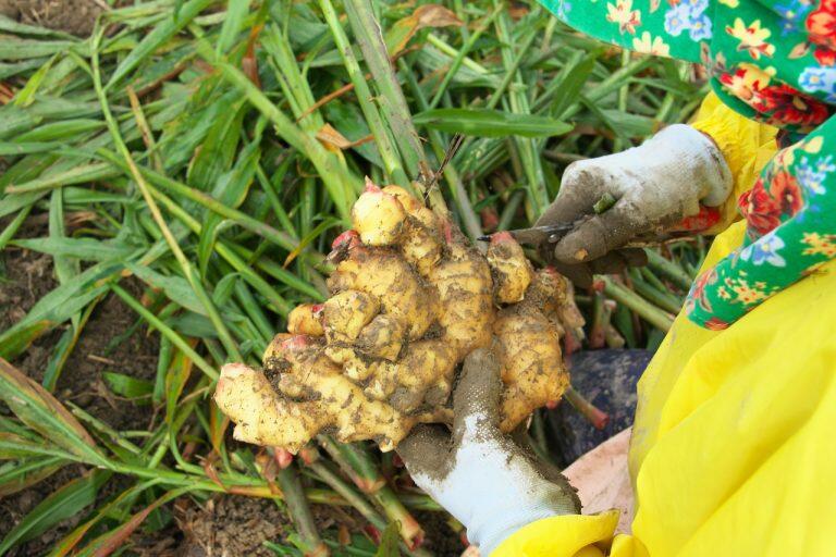 菌に弱く、土壌の水分量が多すぎても少なすぎてもいけないデリケートな生姜