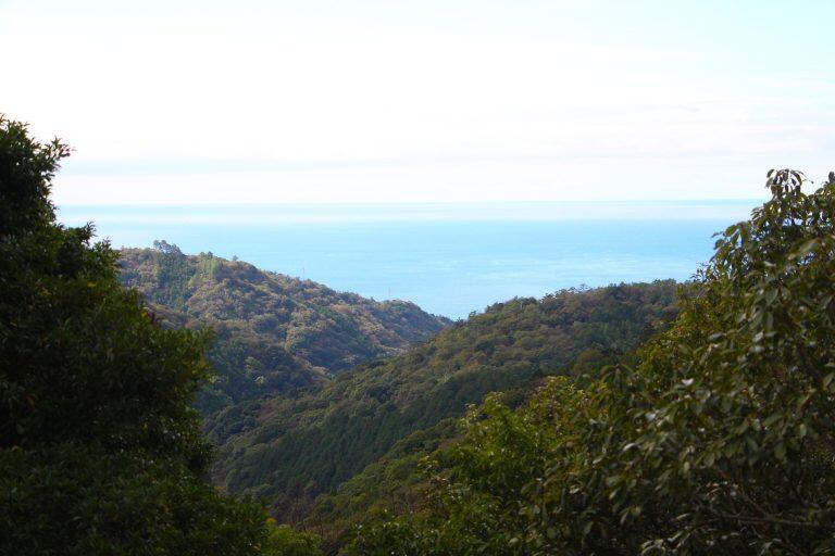 約1500匹もの豚がのびのびと暮らしています