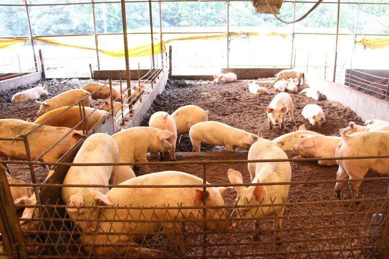 5m×10mほどに区切った場所で飼育