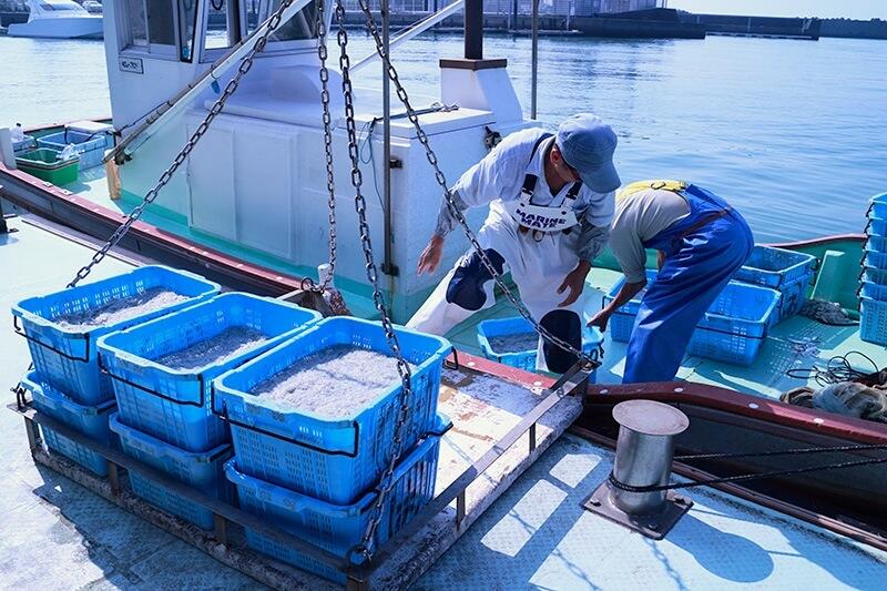 漁穫した日には「どろめ」そのものも頂けちゃうんだとか♪