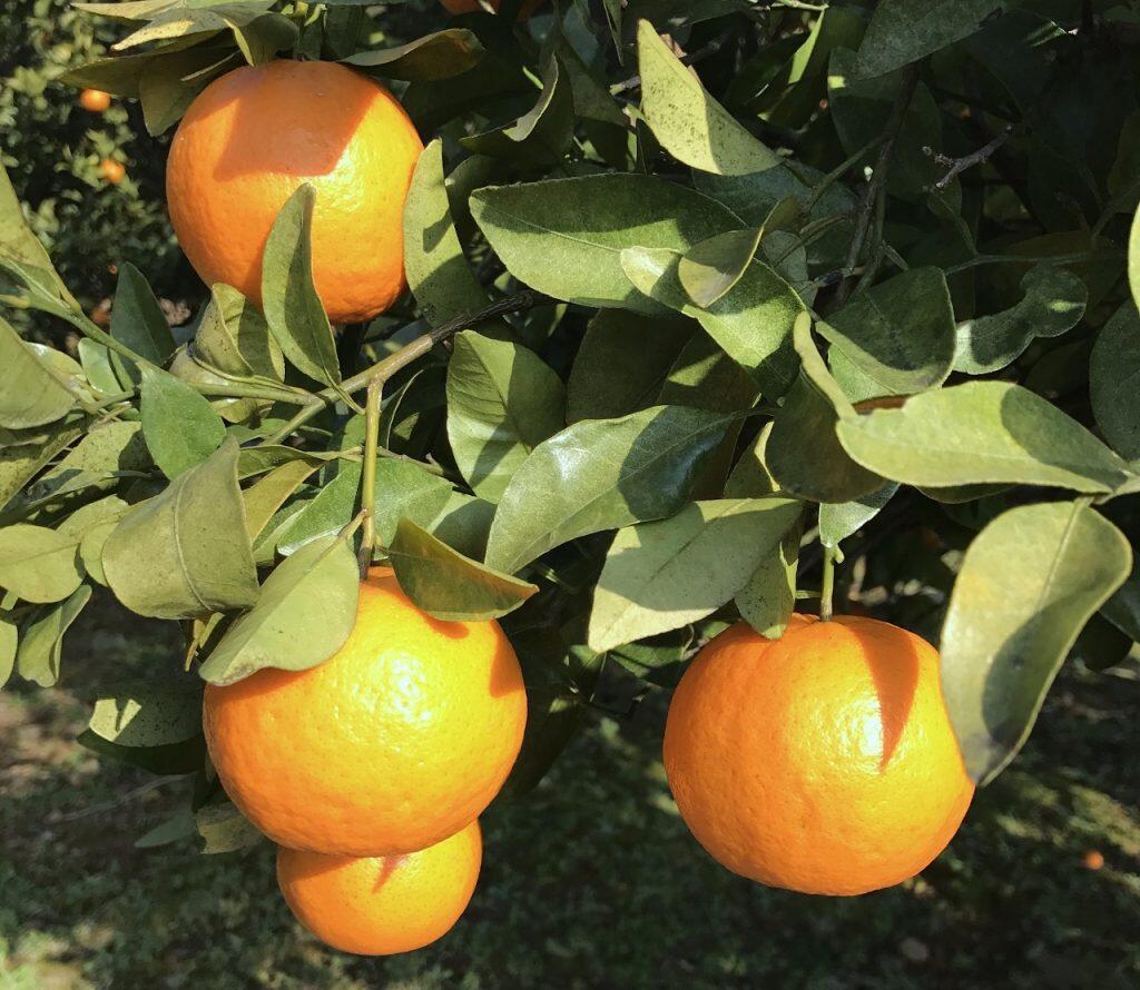 「土佐の高知のくだもの畑」の爽やか小夏！