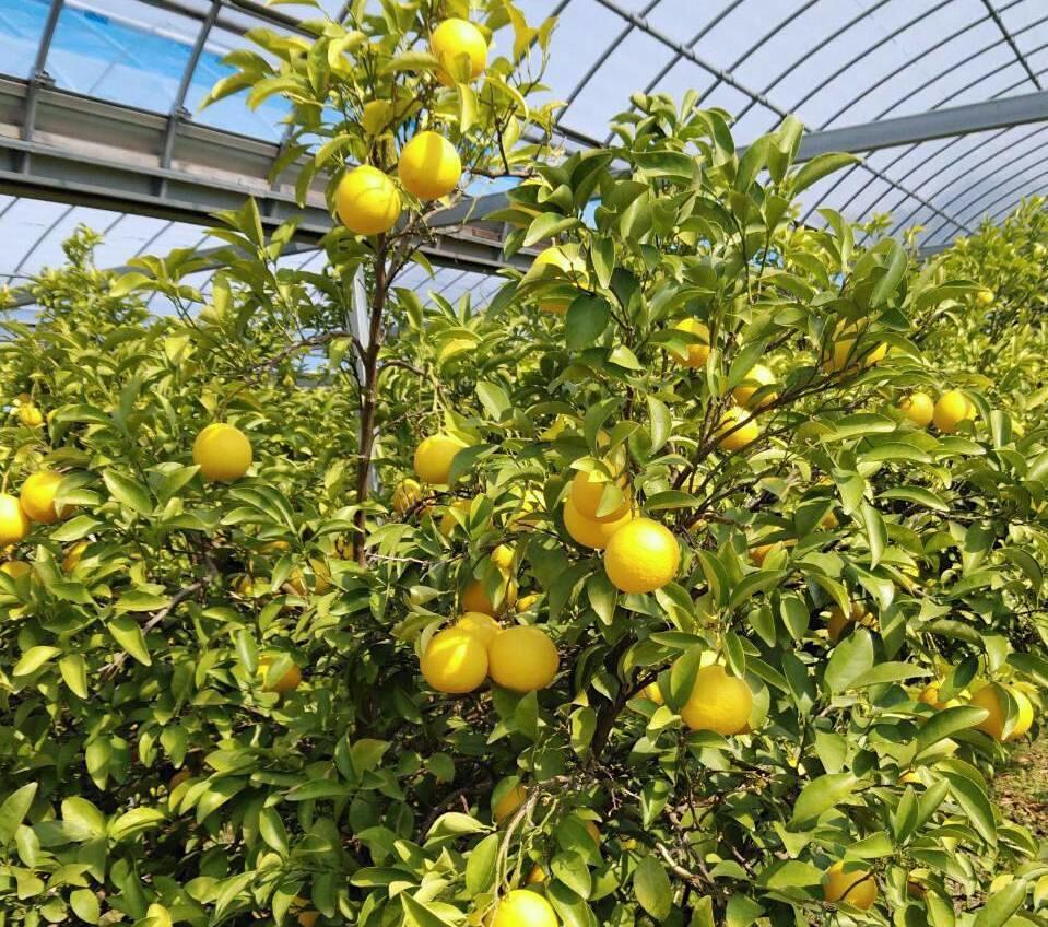 「土佐の高知のくだもの畑」では、高知県特産の4種類の柑橘類を栽培