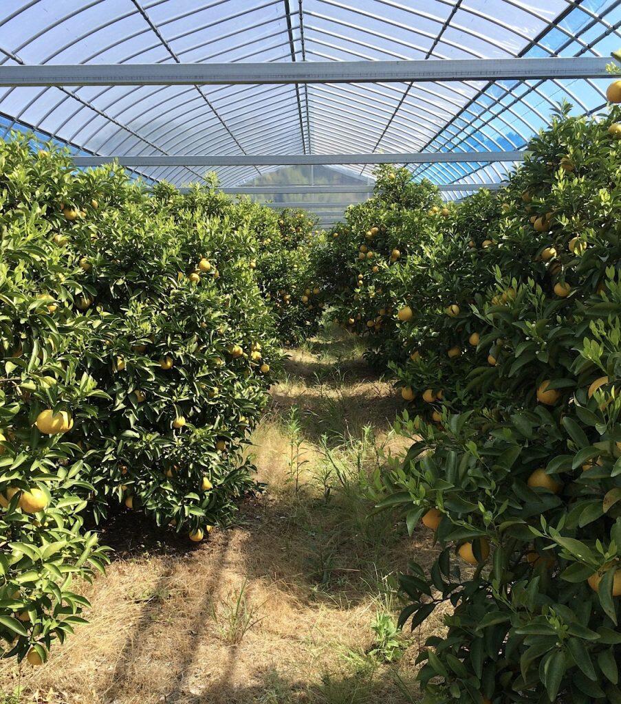 「土佐の高知のくだもの畑」の小夏は、毎年4月中旬に収穫時期を迎え、初夏の訪れを告げる果物として高知県民に親しまれています