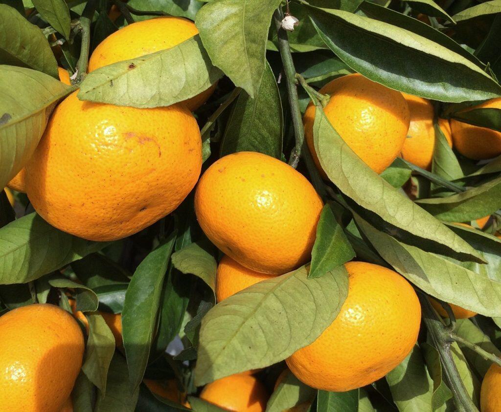 もぎたてみかんが食べ放題