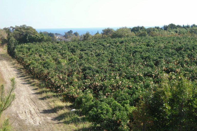 太平洋を望む標高100メートルの山の上にある「コーラルフルーツ農場」