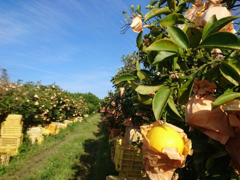 どの木にもまんべんなくお日様があたるようにつくられた、4.3ヘクタールもの広大な一枚畑が特徴