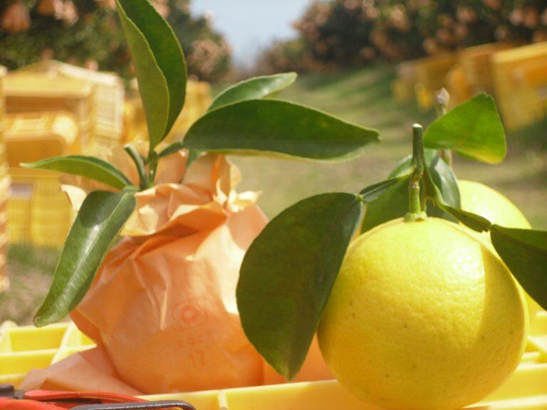 6月上旬から7月下旬まで販売している「冷やし小夏」