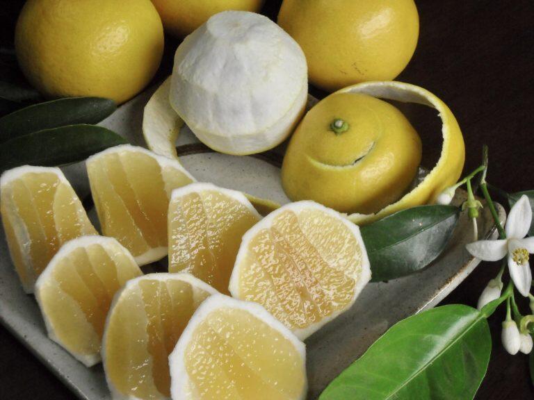 リピート必至！農場直売店「土佐の百姓家」の甘さ際立つ冷やし小夏