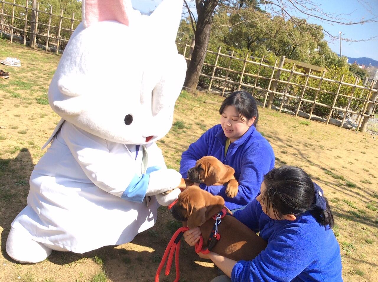 こーにゃんは香南市のPRや活動の発信中