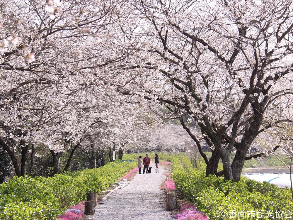 桜並木の写真/のいちあじさい街道/©香南市観光協会