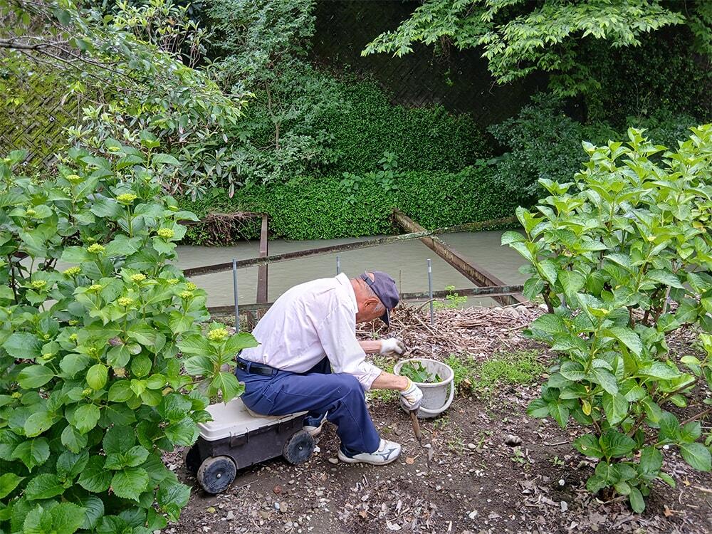 手入れ作業の様子/のいちあじさい街道