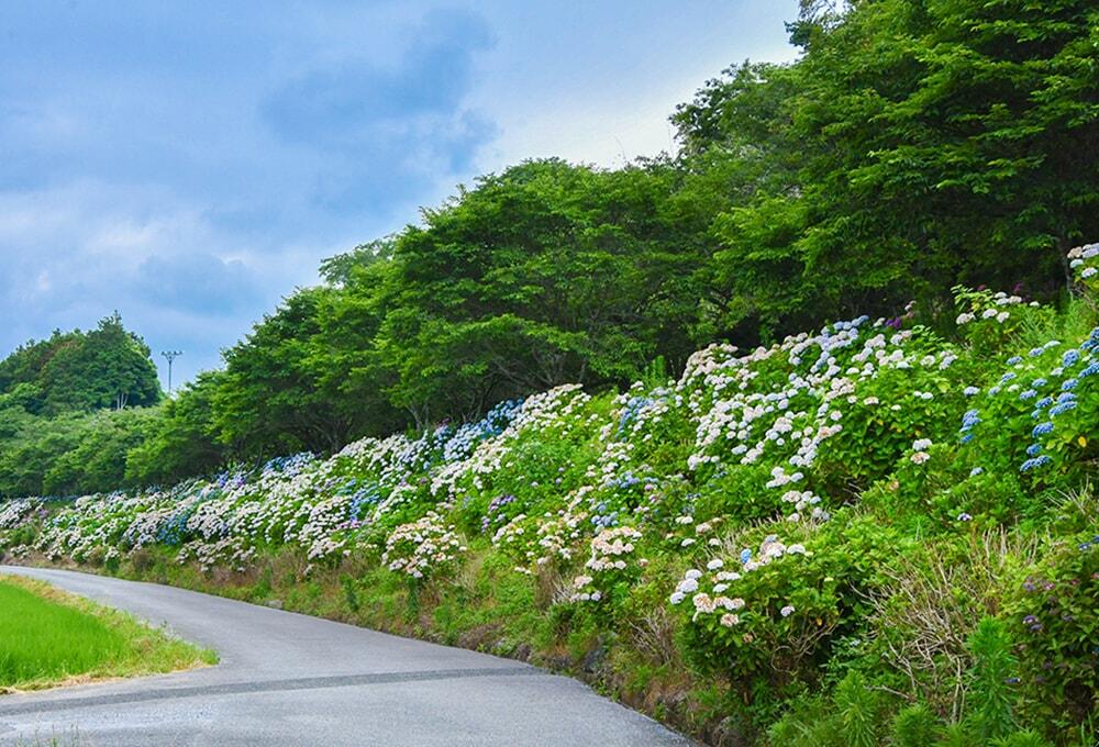 のいちあじさい街道（土手沿いの道）の写真