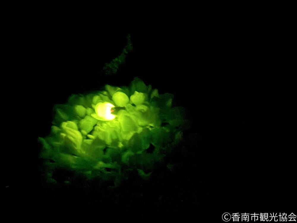 夜間に見られる蛍の写真/のいちあじさい街道/©香南市観光協会
