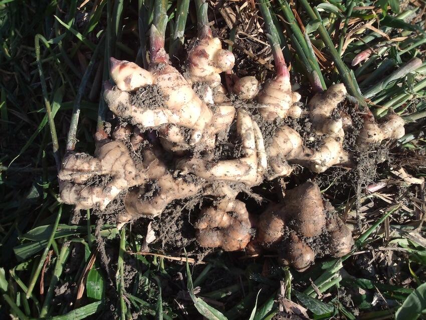 美味しい生姜で体の芯から温まろう!