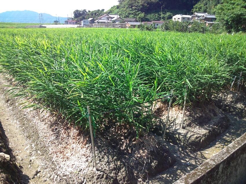 土佐市の家俊という地区