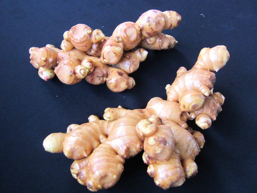 こんなに立派な生姜ができる