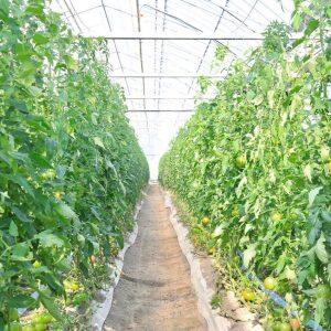 土壌を活かし、根の深度や水分量を調整することで、甘さはもちろんトマト本来の酸味も程よく感じられる元気なフルーツトマトが育っています