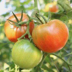 肥料にはバランスと吸収性を最大限に考慮した液肥をコンピュータによる給水管理システムで補給。木の健康にも細かく気を配っているんですよ