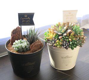 「くぼファーム」はフルーツトマトだけでなく、多肉植物の栽培もしています