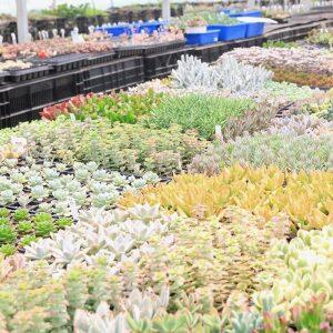 併設の専門店「カクタスYUU」では、ハオルチアやサボテンなど、初心者向けからコレクター向けまで様々な多肉植物を取り扱っている