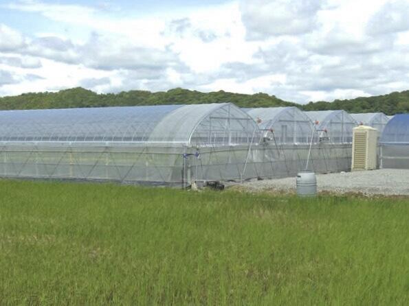 「くぼファーム」がある春野町の南は太平洋に面しており、土壌に微量の塩分が含まれていることから、作物が根から吸収する水分量が少なくなり、ゆっくりとトマトを成長させることができます。