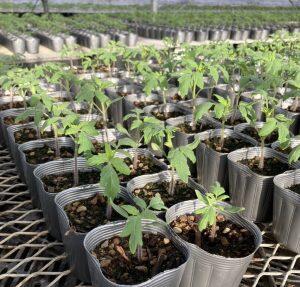 美味しいトマトづくりは、元気な木づくりから