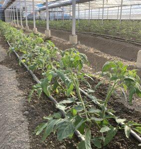 接ぎ木などをせず、自根でトマトを栽培