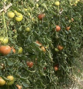防根透水シートを用いて塩分濃度の低い表層部の土でトマトを育てています