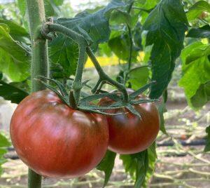 トマトが健康に育つ程度に水分量を調整