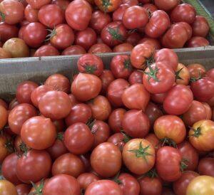 強い甘みと程よい酸味をもった、元気いっぱいのフルーツトマト