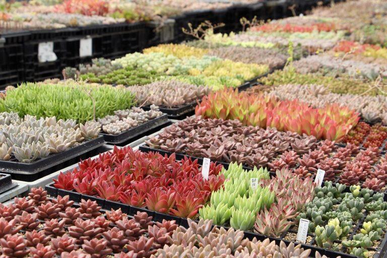 「くぼファーム」ではフルーツトマトのほか、通常トマトや種類豊富な多肉植物も栽培しています。