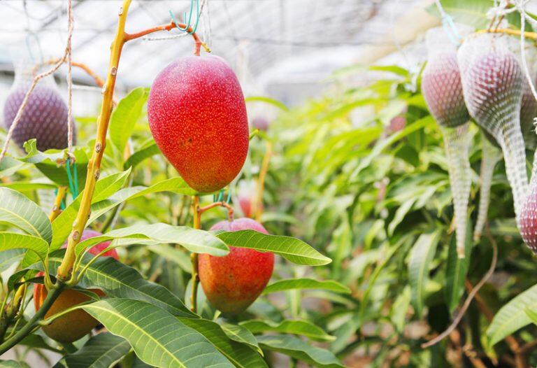 ミツバチによる自然に近い交配を行い、鉢で栽培することにより水分コントロールを徹底、南国・高知の太陽をいっぱい浴びて育った逸品