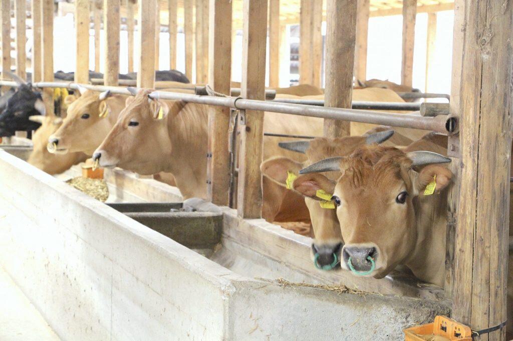 肥育する土佐和牛は実際にセリに出向き、血統や体格、毛並みなどを自身の目で見定めた子牛のみを仕入れている