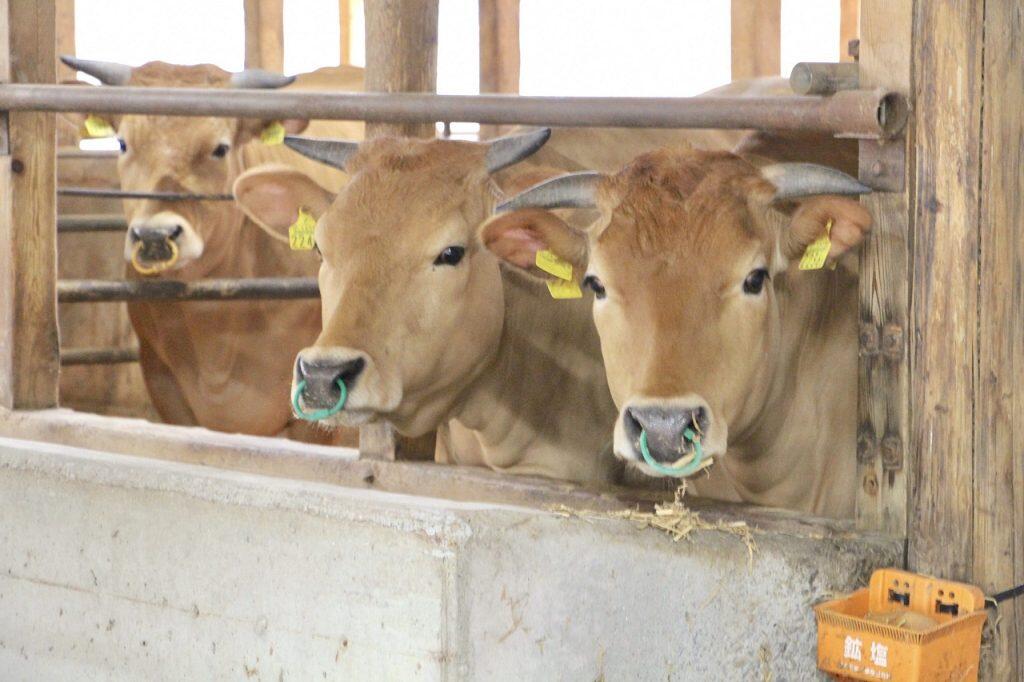 飼料は自然素材を与えて