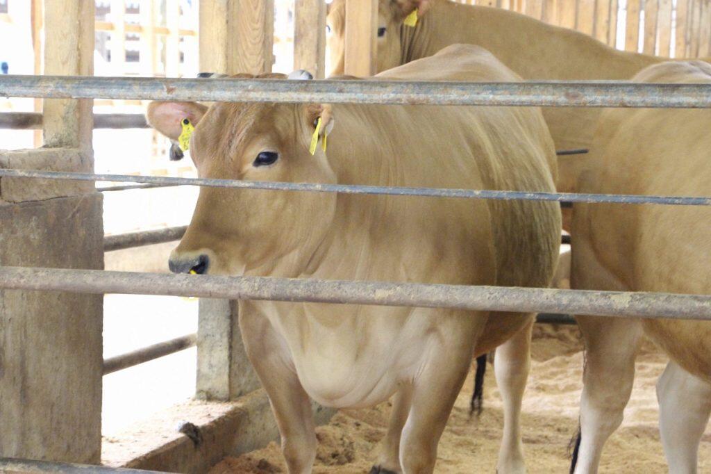 牛たちは見るからに健康