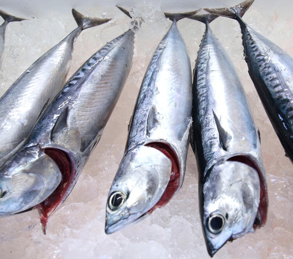 メジカ/宗田鰹/目近