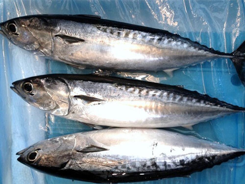 期間限定の美味魚「メジカの新子」をブシュカンで味わおう!