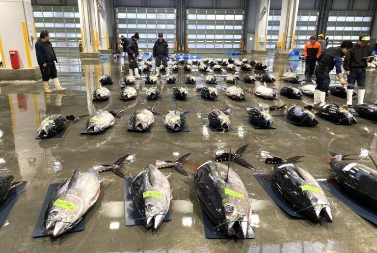 マグロの胃袋は、古くからマグロ漁船の船上で、醤油煮や酢みそ和えにして食べられており