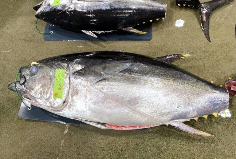 マグロの胃袋は大きくて分厚いため、下処理にも手間ひまをかけて作られています