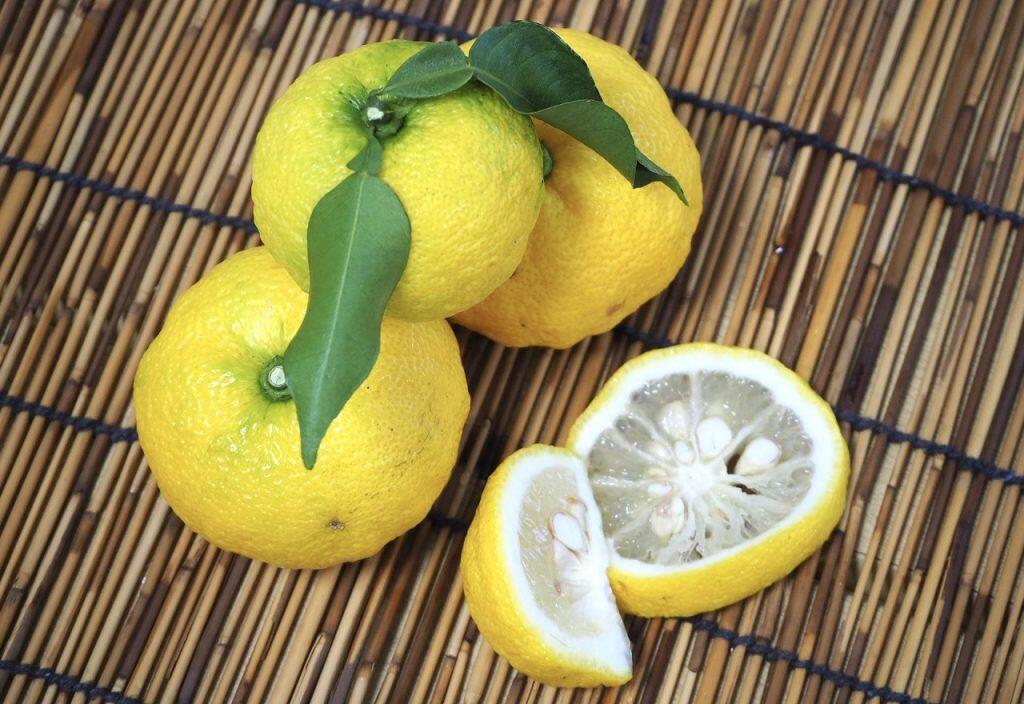 高知県産にこだわる「高知アイス」