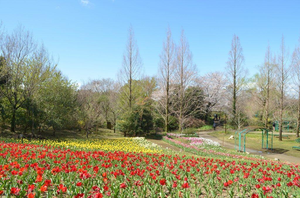 約3万本の早咲きチューリップでモネが描いたサッセンハイムのチューリップ畑
