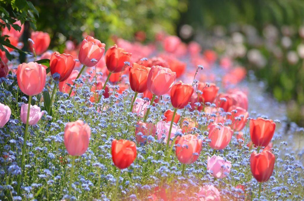 本家「モネの庭」と同じわすれな草とチューリップのコラボレーション