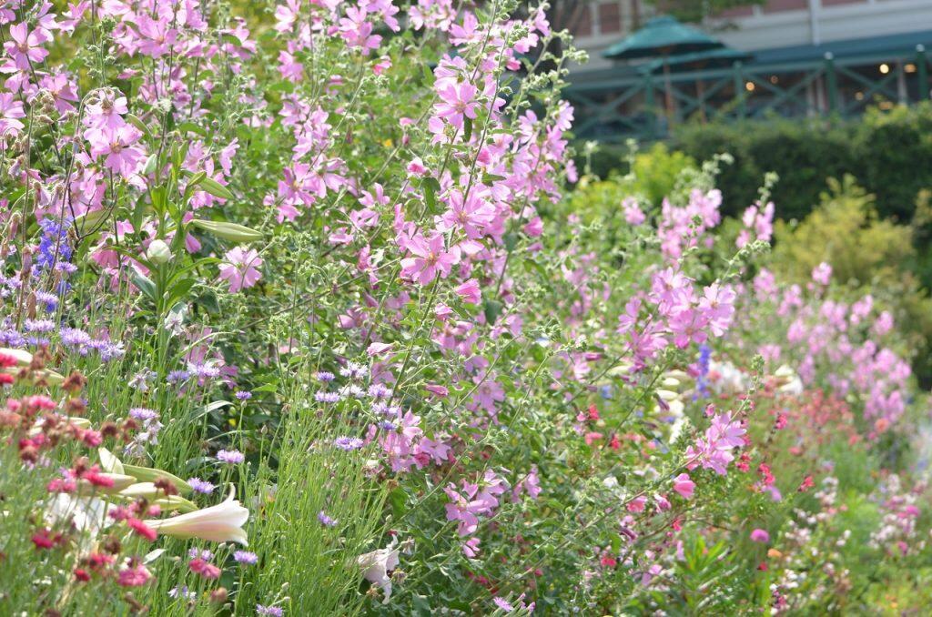 モネが旅した地中海での作品をテーマにした「光の庭」