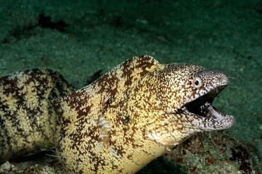 どう猛な顔つきと凶暴な性格から