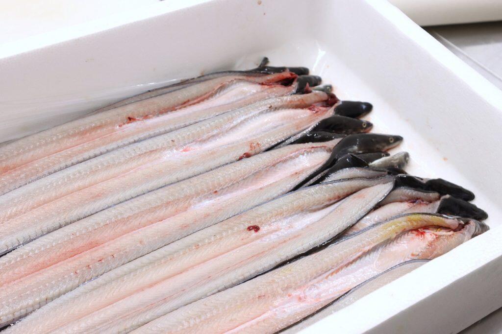 高知県産を中心に厳選して仕入れたうなぎ