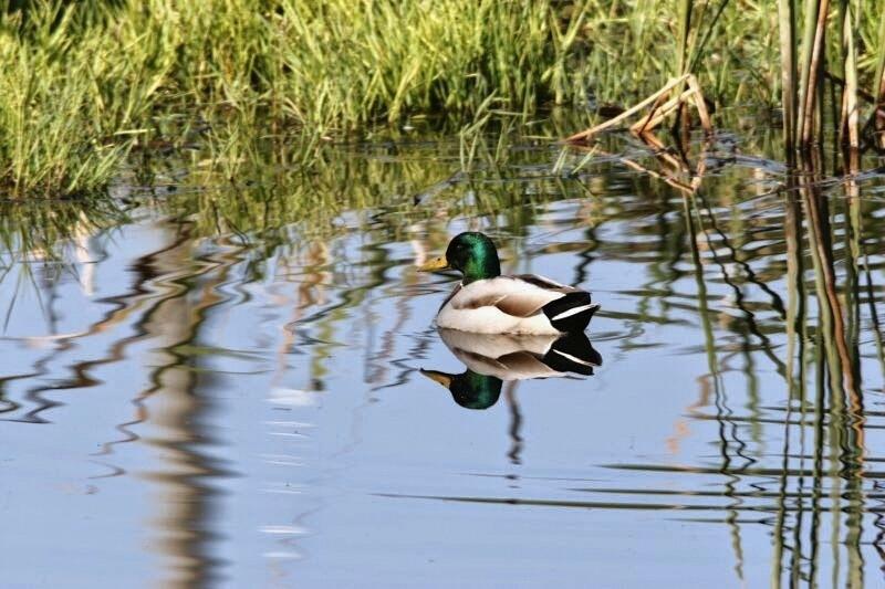 東京ドーム約3個分の大きな調整池「めだか池」を散策する「めだか池フットパス」は、ガイドさんとともに野鳥観察や自然体験を交えながら2時間程度ゆっくり、のんびり過ごせます。
