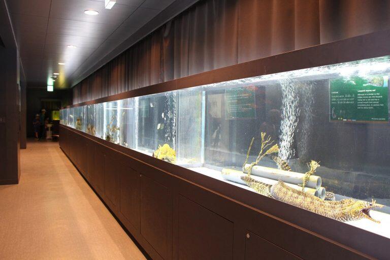 「室戸ユネスコ世界ジオパーク」で一躍有名になった室戸市に、新たな観光スポットとして誕生した「むろと廃校水族館」