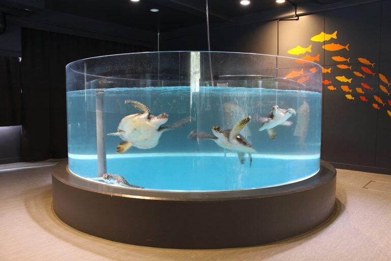 館内には、日本全国でも年に数件しか目撃情報がないとされるクロウミガメや、小さな子ガメなど、沢山のウミガメが飼育されています。