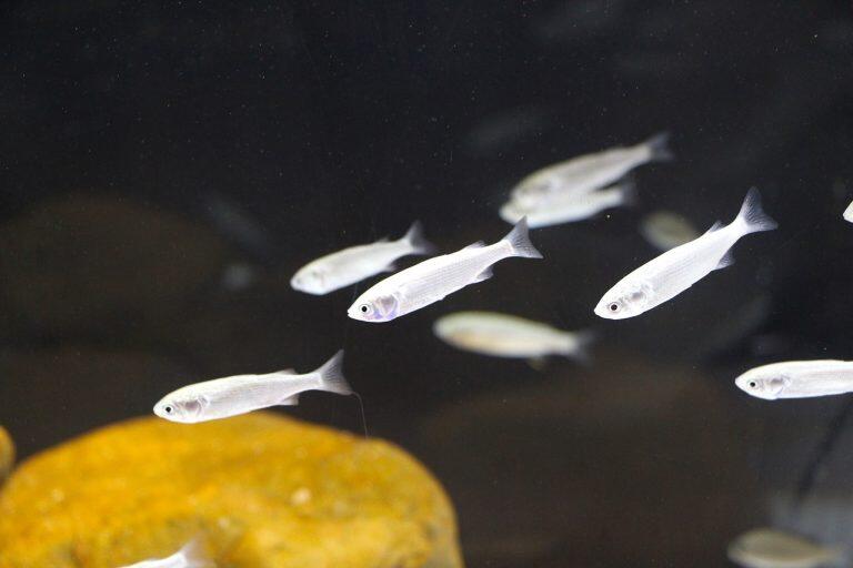 展示されている50種類ほどの生き物の多くは、ウミガメ調査で協力を得ている室戸市の漁師さんが持ってきてくれたもの