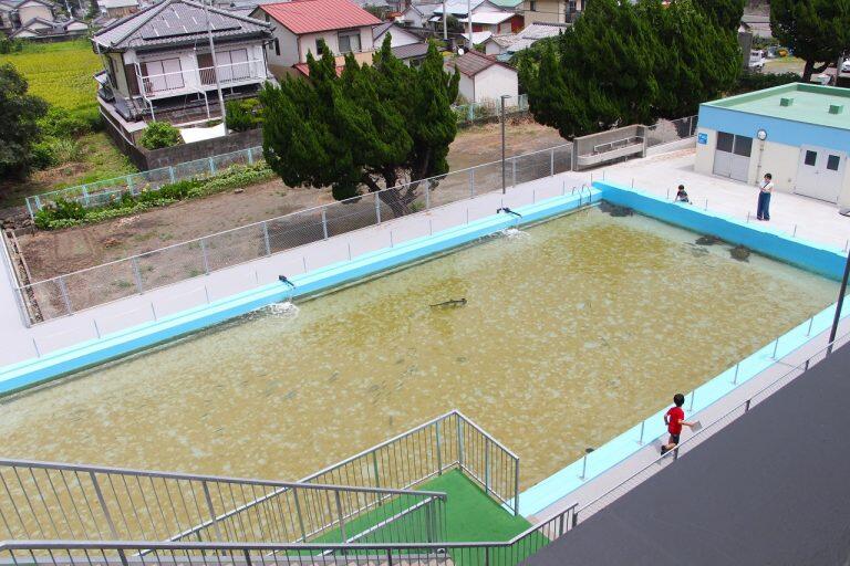 「むろと廃校水族館」の見どころのひとつが、屋外にある大水槽です!25mプールをそのまま展示コーナーにしたこの水槽には、珍しいシロシュモクザメやウミガメ、色とりどりの魚たちが仲良く泳いでいます。